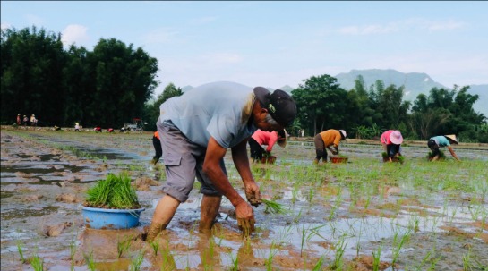 平乐县二塘镇：水稻制种插秧正当时 田园画卷勾勒农耕新景